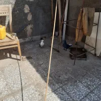 کفتر فروشی|پرنده|قم, شهر قائم|دیوار