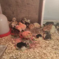 جوجه  سلطان یک روزه درجه یک