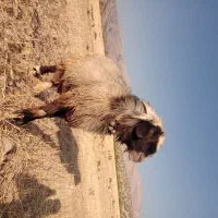 قوچ بختیاری میش بز کهر بره نر ماده ترکی|حیوانات مزرعه|شیراز, احمدی جنوبی|دیوار