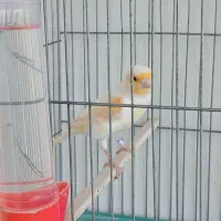 یک جفت قناری نرو ماده