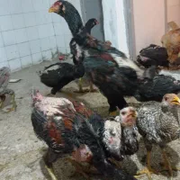 جوجه خروس لاری دنگ بالا|حیوانات مزرعه|تهران, دهم فروردین|دیوار