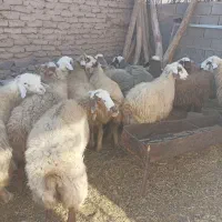 تعداد 18رس میش آبستن اکسرن مایه کردن|حیوانات مزرعه|جوین, |دیوار