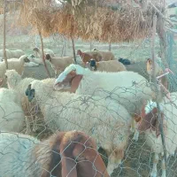 ورن سنجابی|حیوانات مزرعه|دره شهر, |دیوار