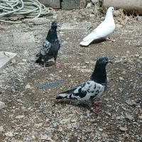 کبوتر  گردن سرخ