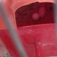 جفت بنگالی باتخم همراه قفس