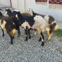 ۴ عدد توقلی ماده زیرقوچی پلنگی بروجردی