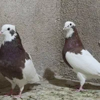 طوقی سه بردار بلندپرواز و بازیکن|پرنده|شیراز, گلکوب|دیوار