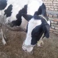 گاو و گوساله|حیوانات مزرعه|زنده رود, |دیوار