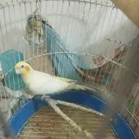 عروس هلندی دستی