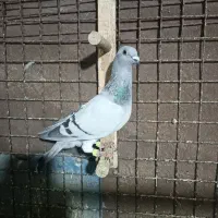 کبوتر شامی پلاکی