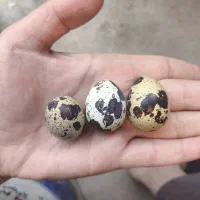 فروش تخم بلدرچین تازه از تولید به مصرف