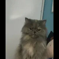 واگذاری گربه پرشین