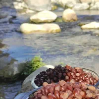 بادام کوهی نمکی یا الوک شیرین