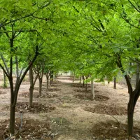 باغ به متراژ ۲۲۰۰ دور دیوار|فروش خانه و ویلا|شیراز, باغشهر قصر سبز|دیوار