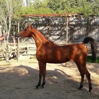 مادیان عرب و کره