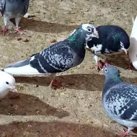 کفتر مسافتی کاکلی وان روی