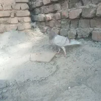 جوجه گوک معامله ای|پرنده|ایرانشهر, |دیوار