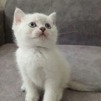 گربه های بریتیش|گربه|تهران, آسمان|دیوار