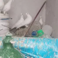 کفتر|پرنده|تبریز, |دیوار