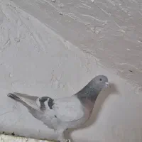 کفتر سوسنی ترکیه.ای وسرکه ای ترکیه ای|پرنده|شیراز, اصلاح‌نژاد|دیوار