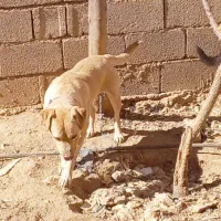 سگ نر پیت بول یکسال و نیم