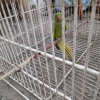 طوطی فروشی|پرنده|ایرانشهر, |دیوار