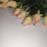 گل رز لمسی سفید صورتی|گل مصنوعی|لنگرود, |دیوار