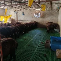 بره نره فروشی توضیحات ببین|حیوانات مزرعه|هشتگرد, هشتگرد قدیم|دیوار