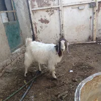 بزغاله پاکستانی بی شاخ ماده قیمت مناسب