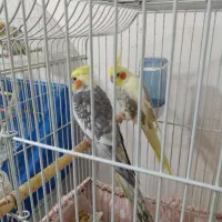 عروس هلندی|پرنده|گنبد کاووس, |دیوار
