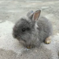 خرگوش|موش و خرگوش|میناب, |دیوار