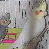 عروس هلندی پاریس