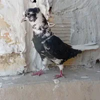 کبوتر پرشی|پرنده|سمنان, |دیوار