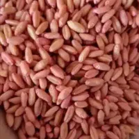 گندم سفید آذر 2 سم خورده بوجار شده تمیز درجه یک