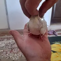 عروس هلندی ۱ساله دستی همراه با قفس بزرگ|پرنده|محمدشهر, |دیوار