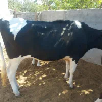 گوساله تلیسه آبستن گاو ابس گاو شیری|حیوانات مزرعه|کوهین, |دیوار