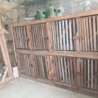 جفتگاه کبوتر