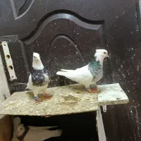 طوقی|پرنده|تهران, بهارستان|دیوار