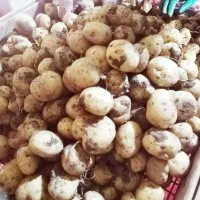 سیب زمینی بذری|خدمات باغبانی و درختکاری|چادگان, |دیوار