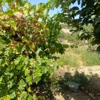 500متر باغ انگور جنب جاده اصلی|فروش دفتر صنعتی، کشاورزی، تجاری|شهرکرد, |دیوار