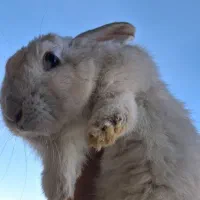 خرگوش (نر و بالغ)|موش و خرگوش|هشتگرد, گلسار|دیوار