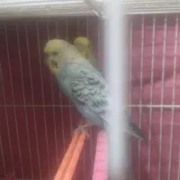 پرنده عروس هلندی|پرنده|چناران, |دیوار