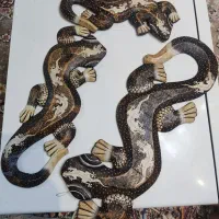 مارمولک های چوبی سه تایی کاملا سالم