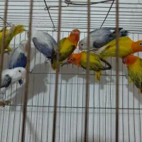طوطی برزیلی یوینگ دبل و یوینگ بلو و یوینگ بلک|پرنده|اسلام‌شهر, مظفریه|دیوار