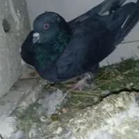 کبوتر|پرنده|کوهرنگ, |دیوار