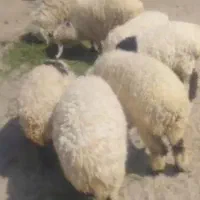 فروش بره نروماده