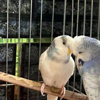 عروس هلندی و مرغ عشق با تخفیف‌ ویژه|پرنده|آبیک, |دیوار