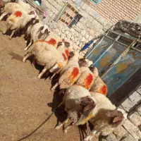 میش داشتی|حیوانات مزرعه|گوآور, |دیوار