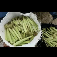 بچه بلال خرید و فروش