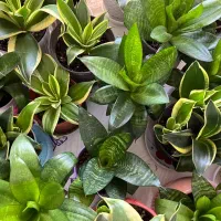 گل های آپارتمانی